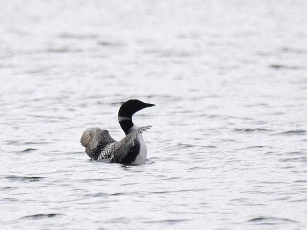 Amerikanjääkuikka, Great Northern Loon, Gavia immer