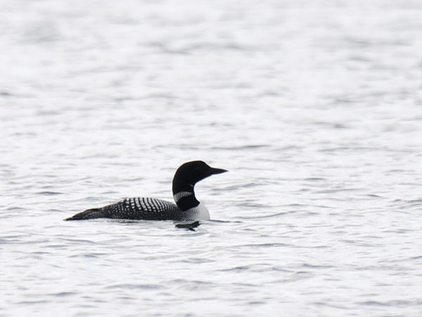 Amerikanjääkuikka, Great Northern Loon, Gavia immer