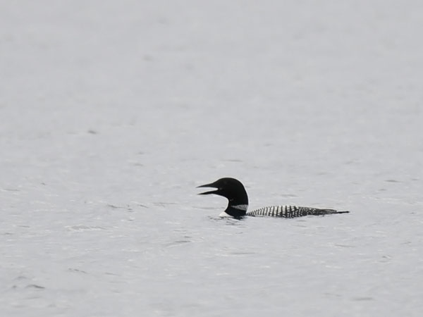 Amerikanjääkuikka, Great Northern Loon, Gavia immer