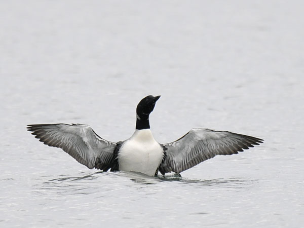 Amerikanjääkuikka, Great Northern Loon, Gavia immer