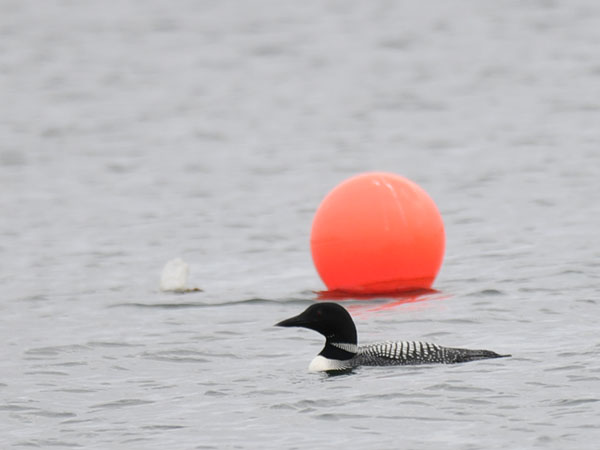 Amerikanjääkuikka, Great Northern Loon, Gavia immer