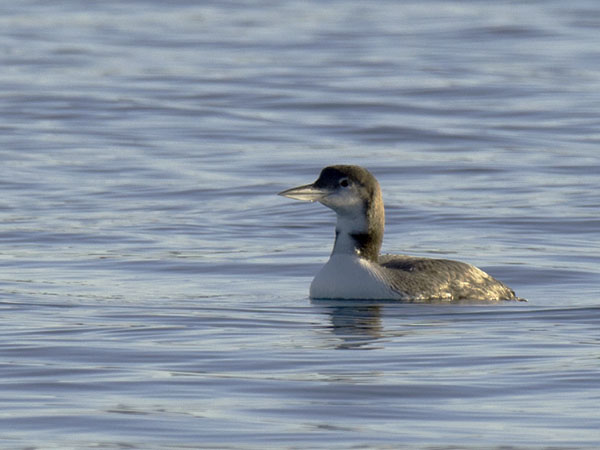 Amerikanjääkuikka, Great Northern Loon, Gavia immer