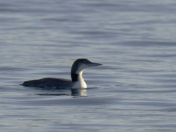 Amerikanjääkuikka, Great Northern Loon, Gavia immer