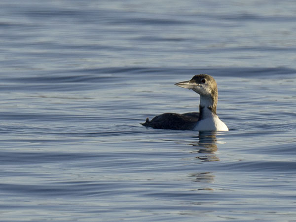 Amerikanjääkuikka, Great Northern Loon, Gavia immer