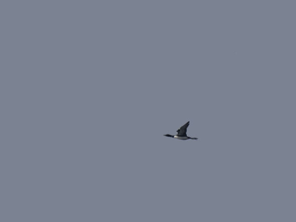 Amerikanjääkuikka, Great Northern Loon, Gavia immer