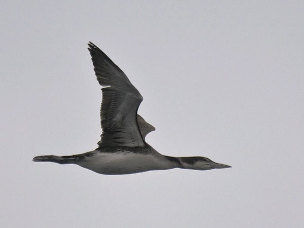 Amerikanjääkuikka, Great Northern Loon, Gavia immer