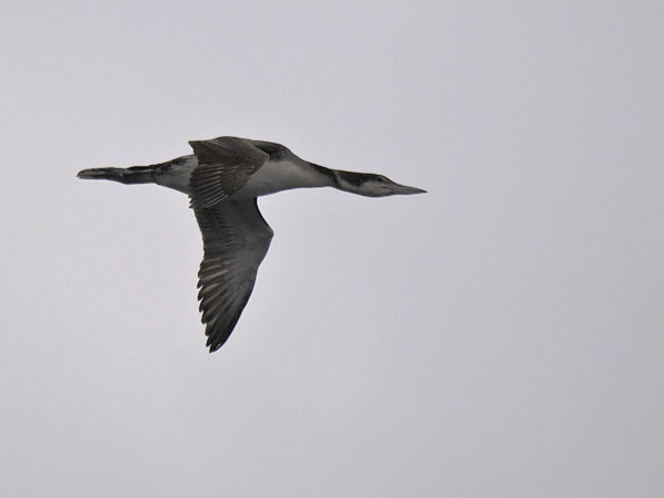 Amerikanjääkuikka, Great Northern Loon, Gavia immer