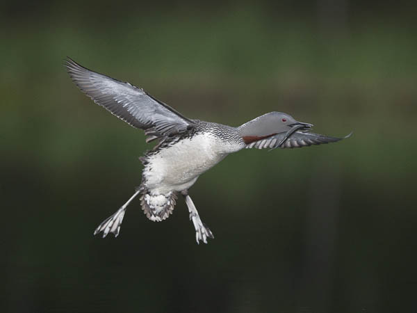 Kaakkuri, Red-throated Diver, Gavia stellata