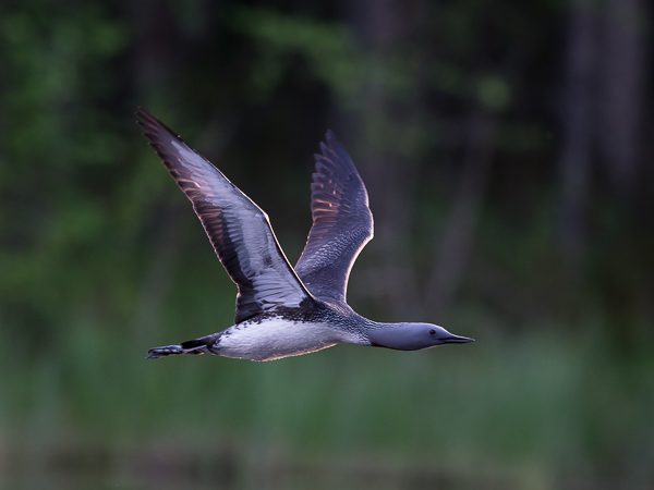 Kaakkuri, Red-throated Diver, Gavia stellata