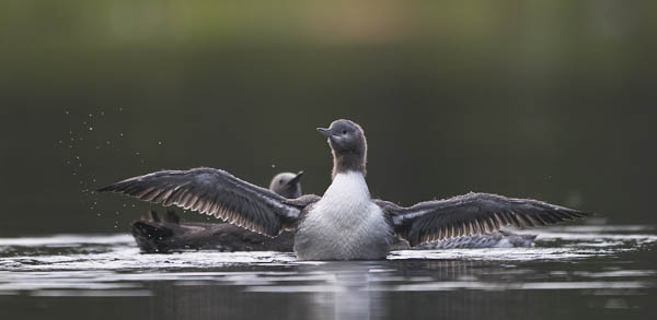 Kaakkuri, Red-throated Diver, Gavia stellata