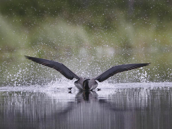 Kaakkuri, Red-throated Diver, Gavia stellata