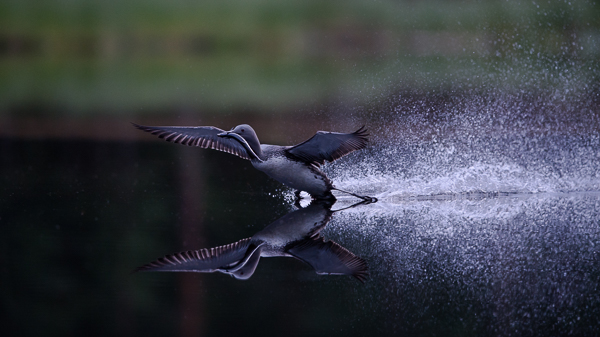 Kaakkuri, Red-throated Diver, Gavia stellata