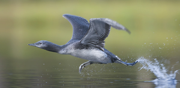 Kaakkuri, Red-throated Diver, Gavia stellata