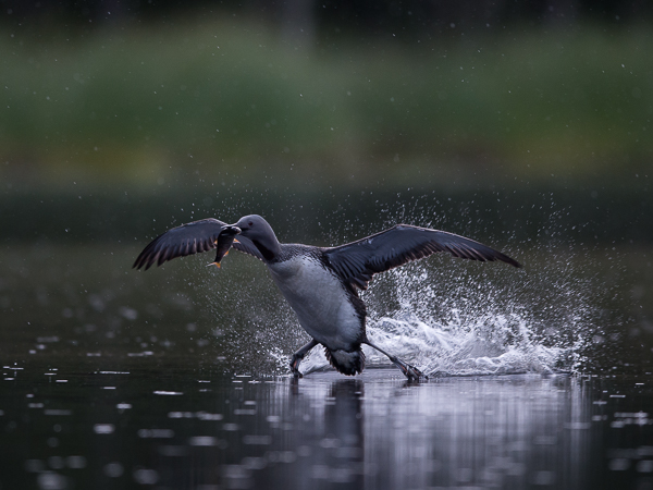 Kaakkuri, Red-throated Diver, Gavia stellata