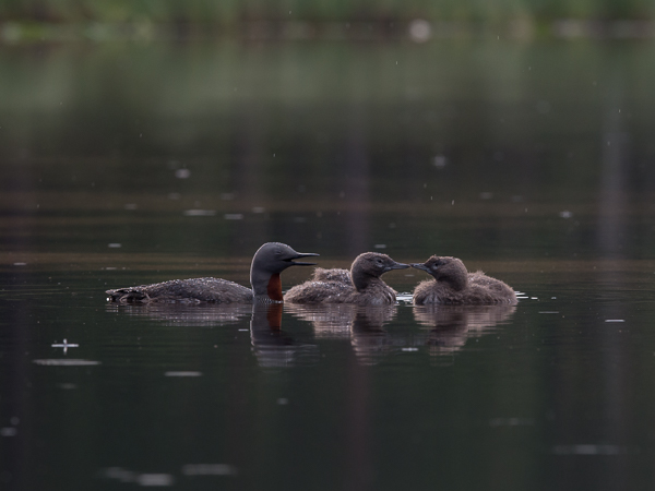 Kaakkuri, Red-throated Diver, Gavia stellata