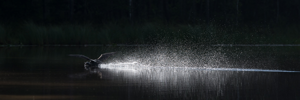 Kaakkuri, Red-throated Diver, Gavia stellata