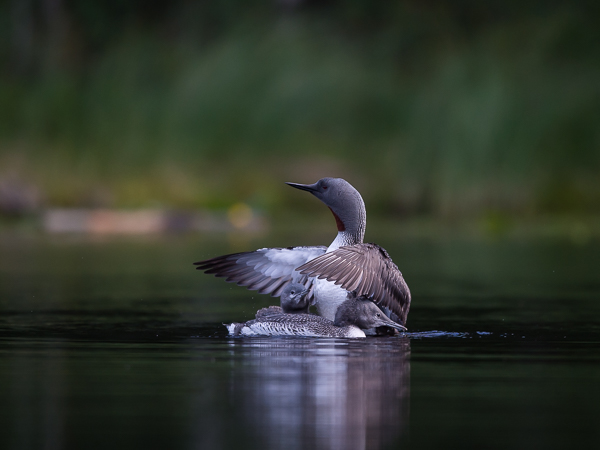 Kaakkuri, Red-throated Diver, Gavia stellata