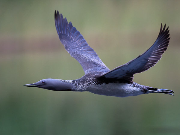 Kaakkuri, Red-throated Diver, Gavia stellata