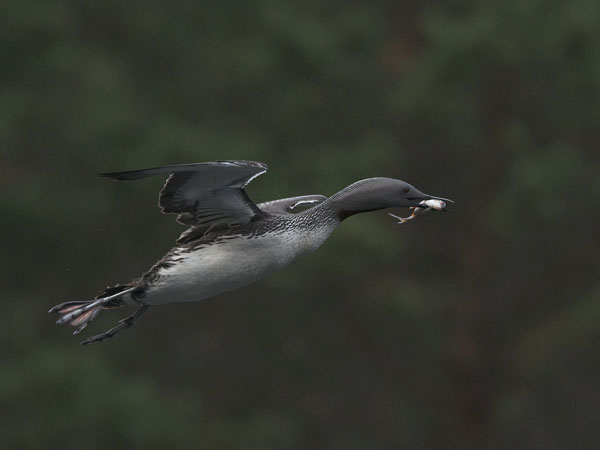 Kaakkuri, Red-throated Diver, Gavia stellata