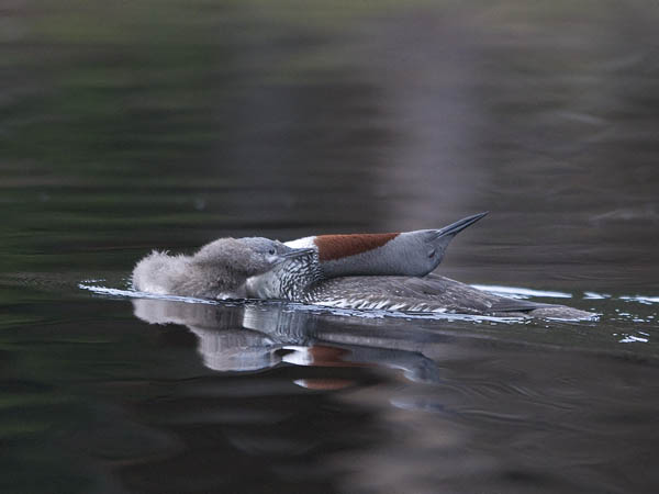 Kaakkuri, Red-throated Diver, Gavia stellata