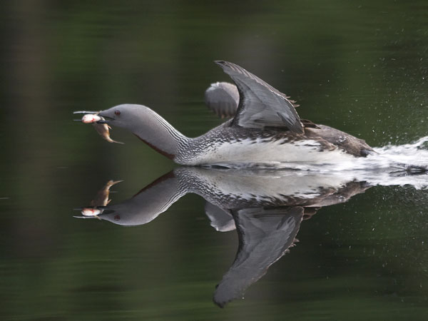 Kaakkuri, Red-throated Diver, Gavia stellata