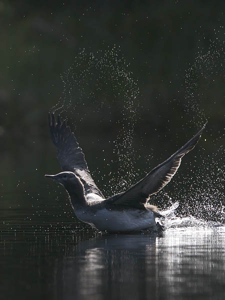 Kaakkuri, Red-throated Diver, Gavia stellata