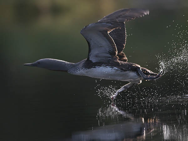 Kaakkuri, Red-throated Diver, Gavia stellata