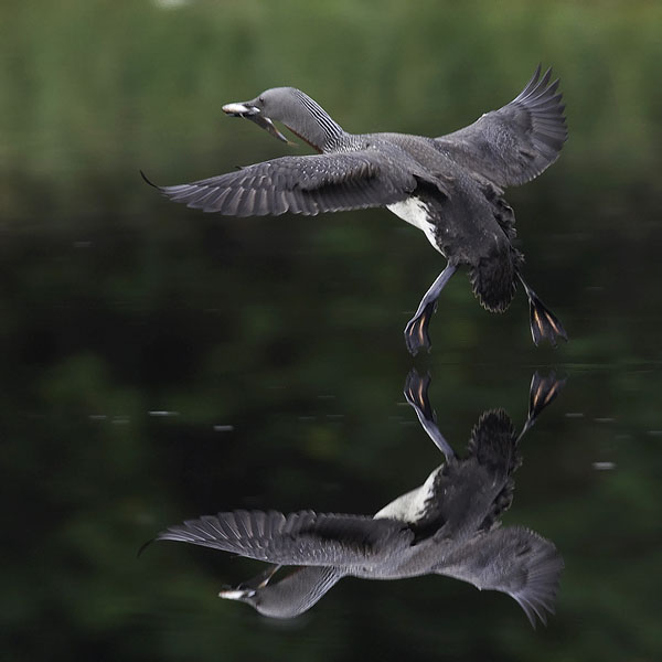 Kaakkuri, Red-throated Diver, Gavia stellata