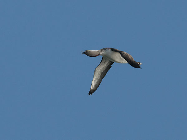 Kaakkuri, Red-throated Diver, Gavia stellata