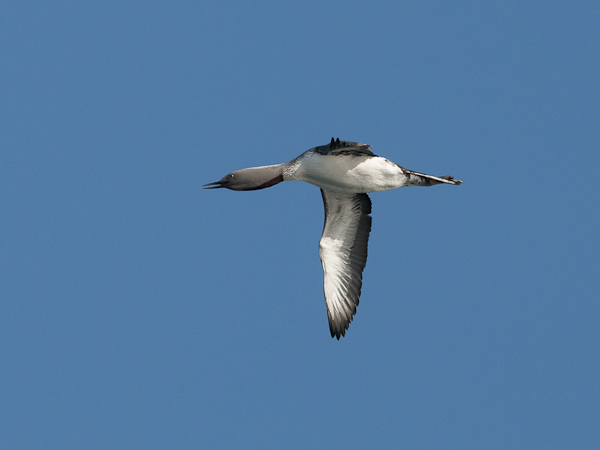 Kaakkuri, Red-throated Diver, Gavia stellata