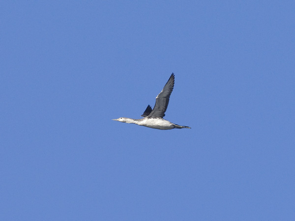 Kaakkuri, Red-throated Diver, Gavia stellata