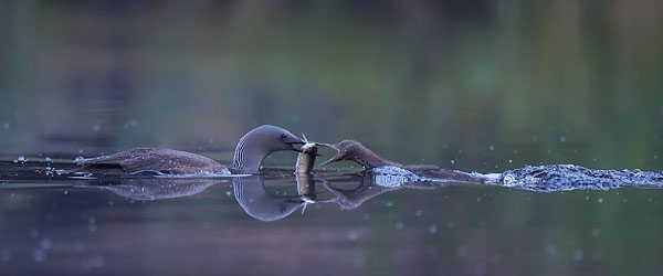 Kaakkuri, Red-throated Diver, Gavia stellata
