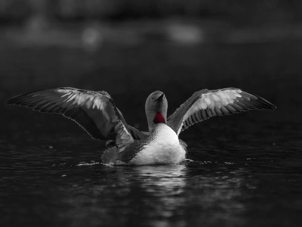 Kaakkuri, Red-throated Diver, Gavia stellata