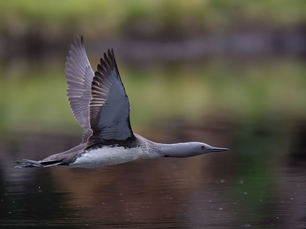 Kaakkuri, Red-throated Diver, Gavia stellata