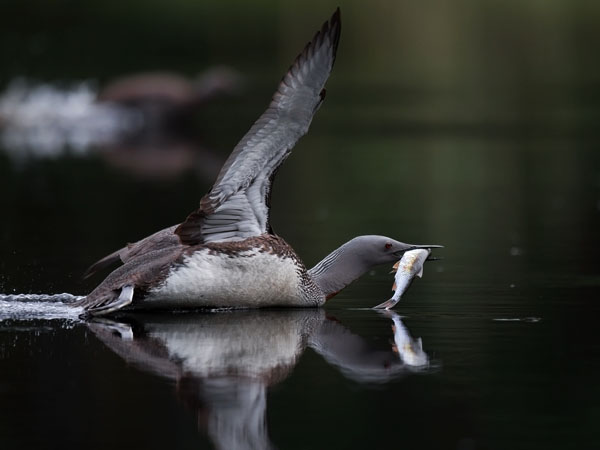 Kaakkuri, Red-throated Diver, Gavia stellata