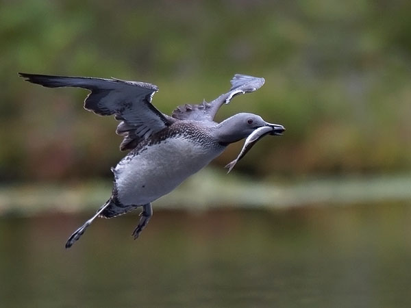 Kaakkuri, Red-throated Diver, Gavia stellata