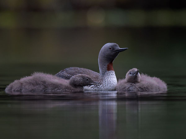 Kaakkuri, Red-throated Diver, Gavia stellata
