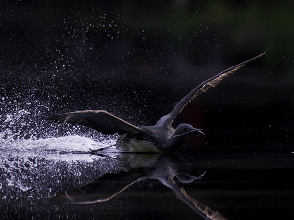Kaakkuri, Red-throated Diver, Gavia stellata