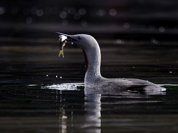 Kaakkuri, Red-throated Diver, Gavia stellata
