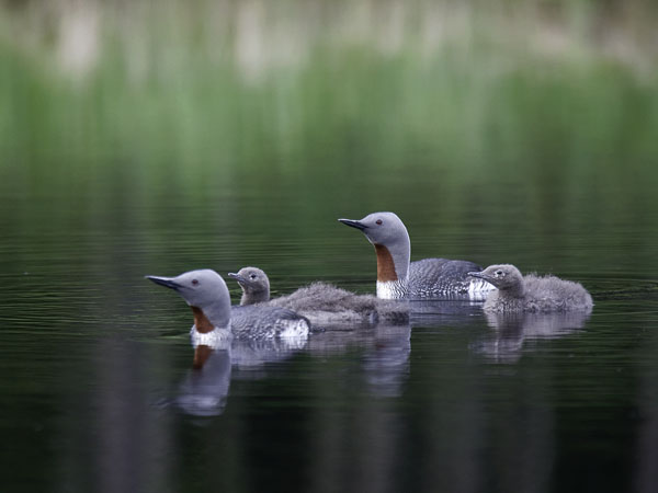 Kaakkuri, Red-throated Diver, Gavia stellata