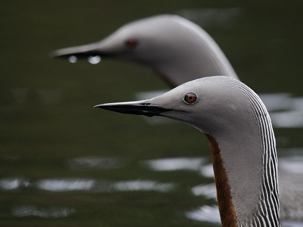Kaakkuri, Red-throated Diver, Gavia stellata