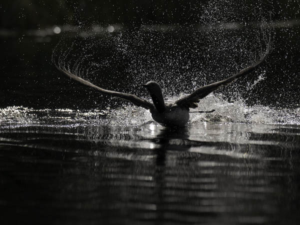 Kaakkuri, Red-throated Diver, Gavia stellata
