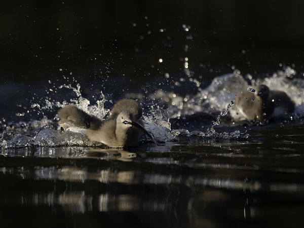 Kaakkuri, Red-throated Diver, Gavia stellata