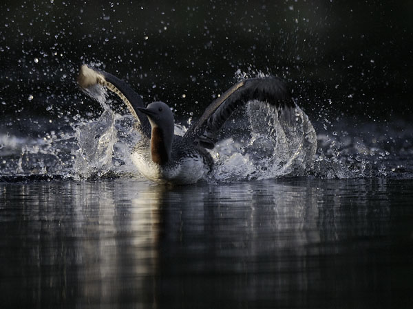 Kaakkuri, Red-throated Diver, Gavia stellata