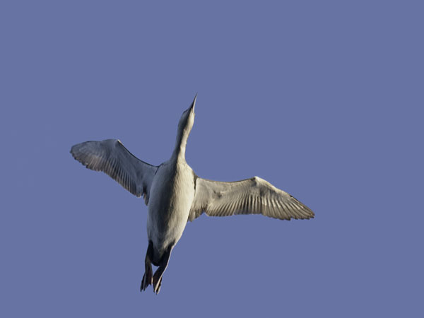 Kaakkuri, Red-throated Diver, Gavia stellata