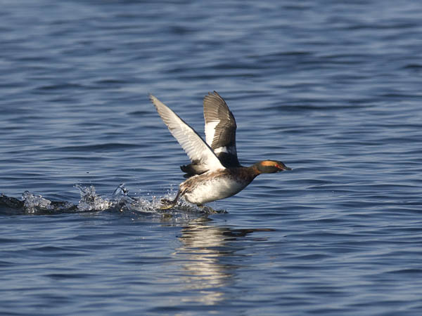 Mustakurkku-uikku, Horned Grebe, Podiceps auritus