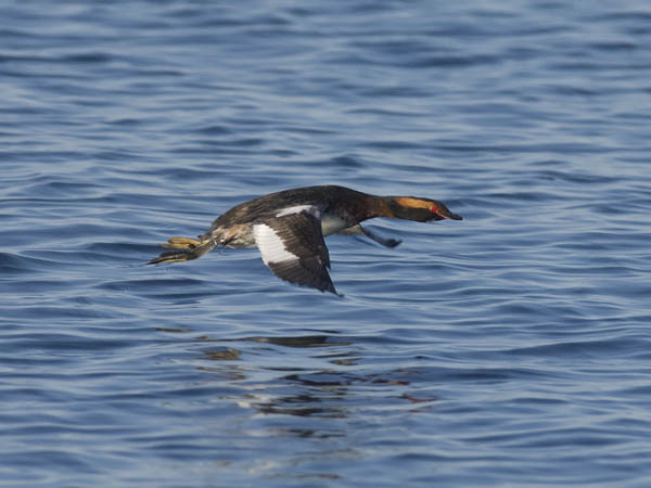 Mustakurkku-uikku, Horned Grebe, Podiceps auritus