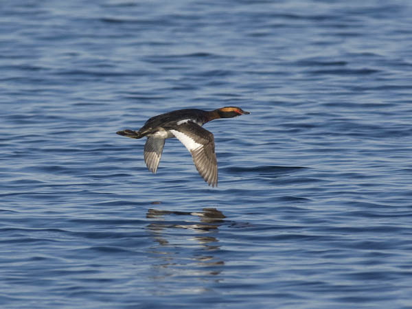 Mustakurkku-uikku, Horned Grebe, Podiceps auritus