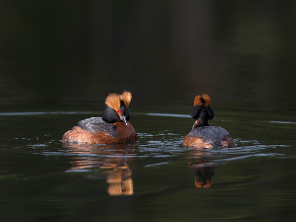 Mustakurkku-uikku, Horned Grebe, Podiceps auritus