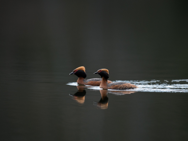 Mustakurkku-uikku, Horned Grebe, Podiceps auritus
